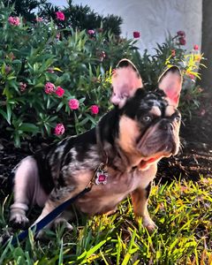 Pet Paradise Naples photo 33