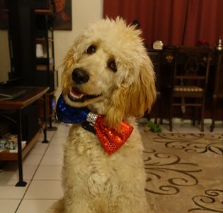 Pet Paradise Naples photo 34