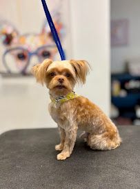 Shear luxury pet styling