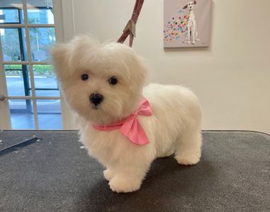 Shear luxury pet styling