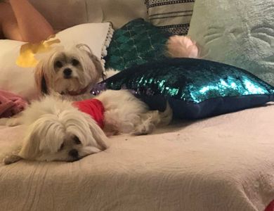 Shear luxury pet styling photo 2