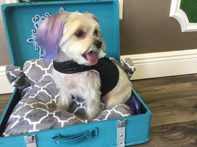 Shear luxury pet styling photo 3