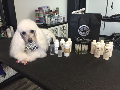 Shear luxury pet styling photo 9