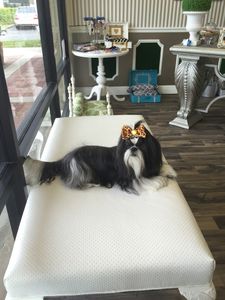 Shear luxury pet styling photo 17