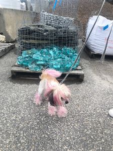 Shear luxury pet styling photo 28