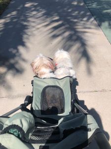 Shear luxury pet styling photo 31