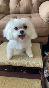 Shear luxury pet styling photo 32