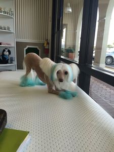 Shear luxury pet styling photo 33