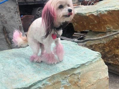 Shear luxury pet styling photo 34