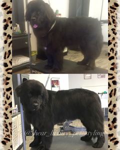 Shear luxury pet styling photo 36