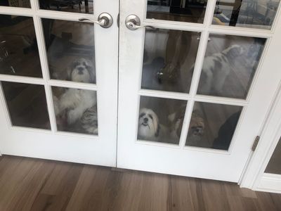 Shear luxury pet styling photo 38