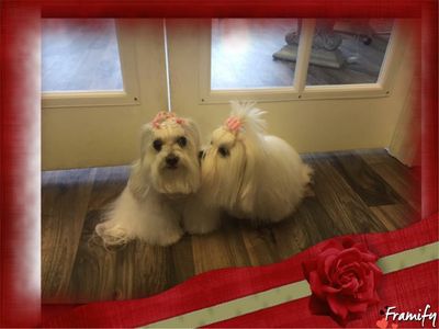 Shear luxury pet styling photo 40