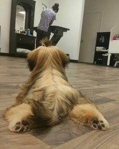 Shear luxury pet styling photo 41