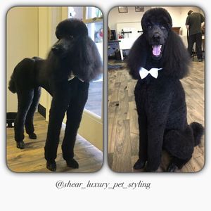 Shear luxury pet styling photo 43