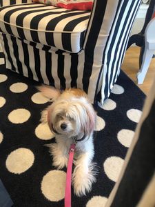 Shear luxury pet styling photo 46