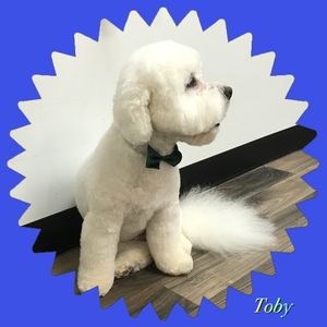 Shear luxury pet styling photo 50