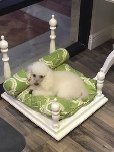 Shear luxury pet styling photo 51