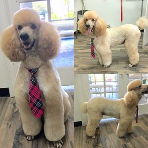 Shear luxury pet styling photo 52