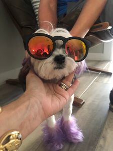 Shear luxury pet styling photo 53