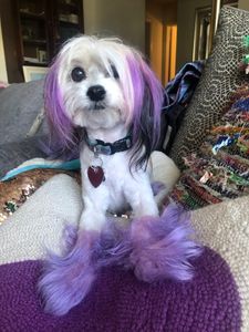 Shear luxury pet styling photo 54