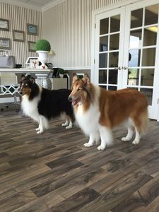 Shear luxury pet styling photo 12