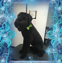 Shear luxury pet styling photo 13