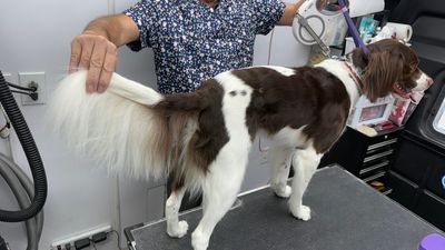 The Club Pet Grooming FL photo 3