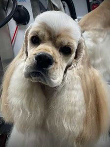 The Club Pet Grooming FL photo 5