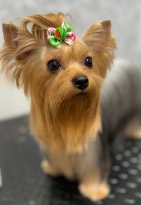 The Club Pet Grooming FL photo 7