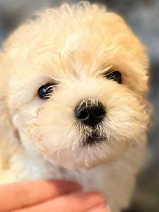 The Club Pet Grooming FL photo 11