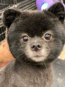 The Club Pet Grooming FL photo 12