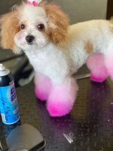 The Club Pet Grooming FL photo 13