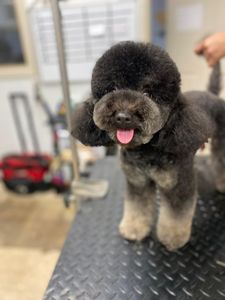 The Club Pet Grooming FL photo 14