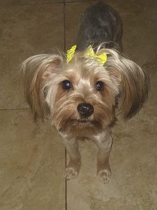 The Club Pet Grooming FL photo 15