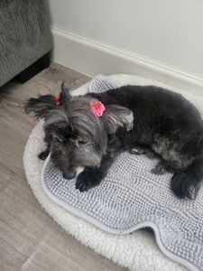 The Club Pet Grooming FL photo 18