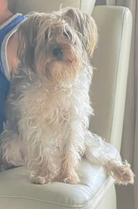 The Club Pet Grooming FL photo 19