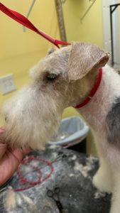 The Club Pet Grooming FL photo 23