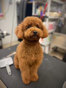 The Club Pet Grooming FL photo 29