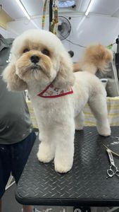 The Club Pet Grooming FL photo 30