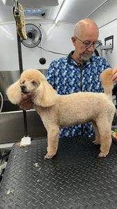 The Club Pet Grooming FL photo 31