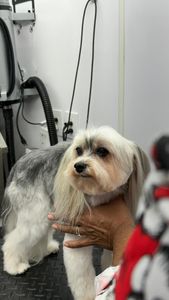 The Club Pet Grooming FL photo 32