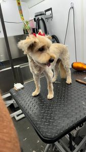 The Club Pet Grooming FL photo 33