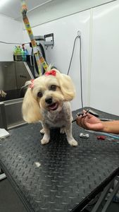 The Club Pet Grooming FL photo 34