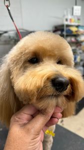 The Club Pet Grooming FL photo 35