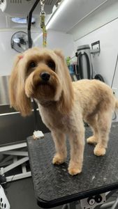 The Club Pet Grooming FL photo 37