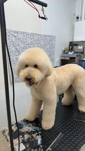 The Club Pet Grooming FL photo 38