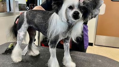 Pawsitively Polished Mobile Dog Grooming