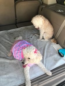 Sherry’s Pet Grooming