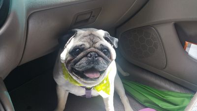 Sherry’s Pet Grooming photo 6