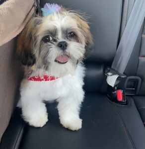 Sherry’s Pet Grooming photo 4